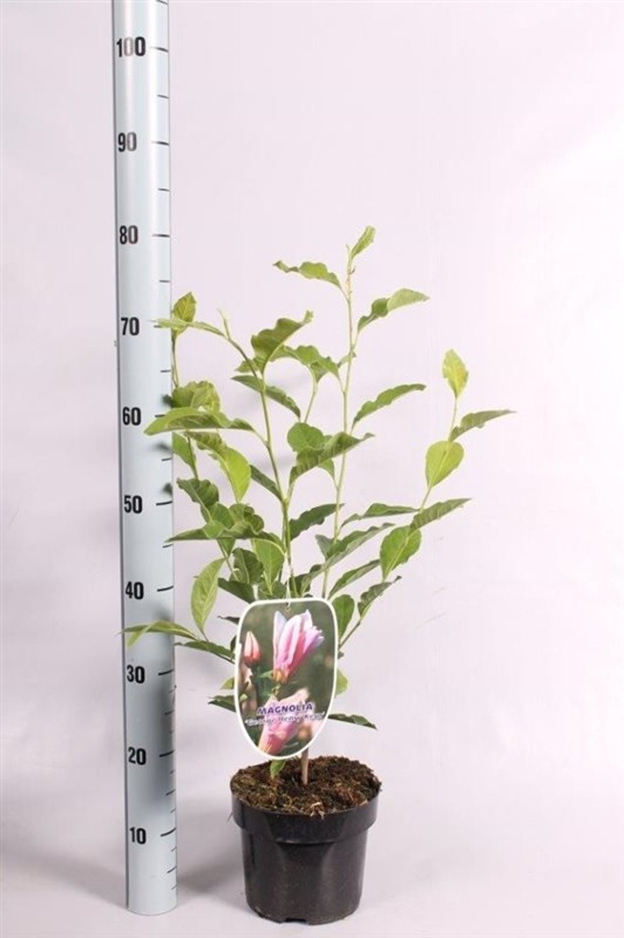 Magnolia 'George Henry Kern' - C3 50-60 CM